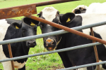 Dairy cows at a farm gate
