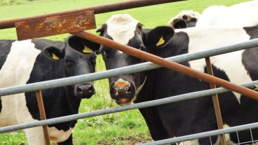 Dairy cows at a farm gate